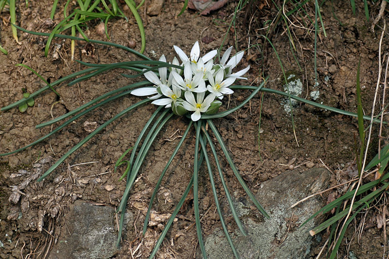 Ornithogalum exscapum Ten.